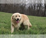 Small Photo #4 Golden Retriever Puppy For Sale in JONES, MI, USA