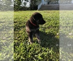 Small Photo #2 German Shepherd Dog Puppy For Sale in GREENVILLE, AL, USA