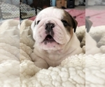 Small Photo #8 English Bulldog Puppy For Sale in NORCO, CA, USA