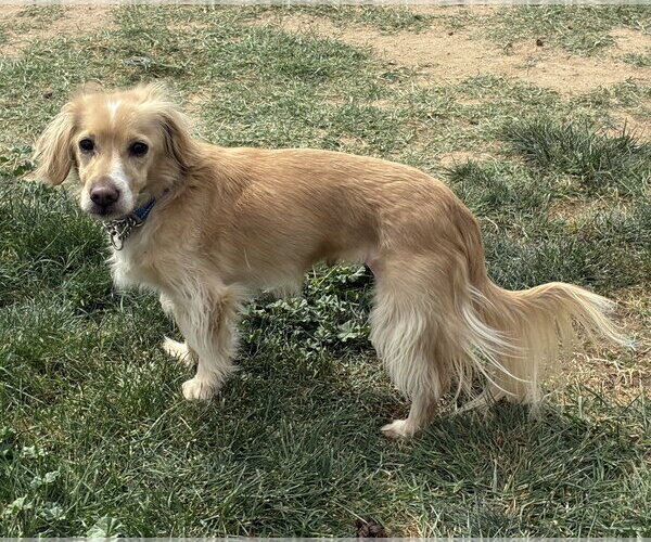 Medium Photo #4 Cocker Spaniel-Dachshund Mix Puppy For Sale in Hesperia, CA, USA