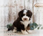 Small #2 Bernedoodle (Miniature)