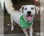 Small #3 Wheaten Terrier Mix