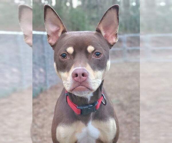 Medium Photo #7 Mutt Puppy For Sale in Ellijay, GA, USA