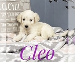 Small Photo #20 Goldendoodle Puppy For Sale in CEDAR GAP, MO, USA