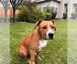 Small #1 American Pit Bull Terrier