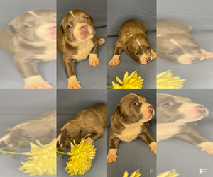 American Bully Puppy for sale in PROVIDENCE, RI, USA