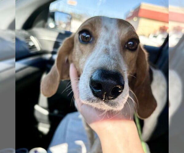 Medium Photo #2 Treeing Walker Coonhound Puppy For Sale in Spring Lake, NC, USA