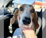 Small #1 Treeing Walker Coonhound