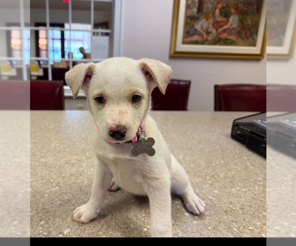 Medium Photo #2 Siberian Husky-Unknown Mix Puppy For Sale in Holly Springs, NC, USA