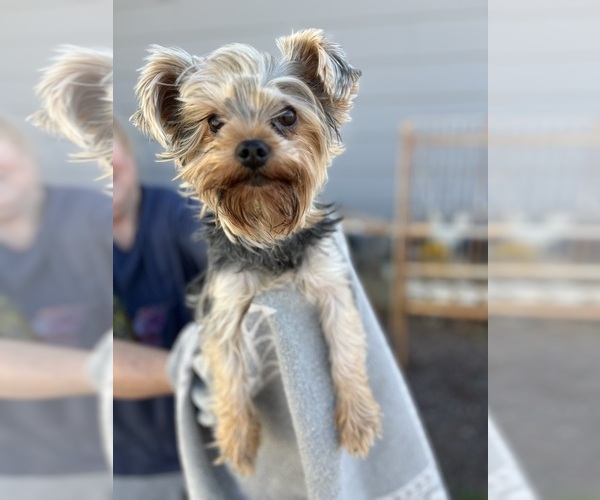 Medium Photo #1 Yorkshire Terrier Puppy For Sale in GILBERT, AZ, USA