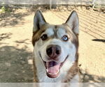 Small #3 Siberian Husky