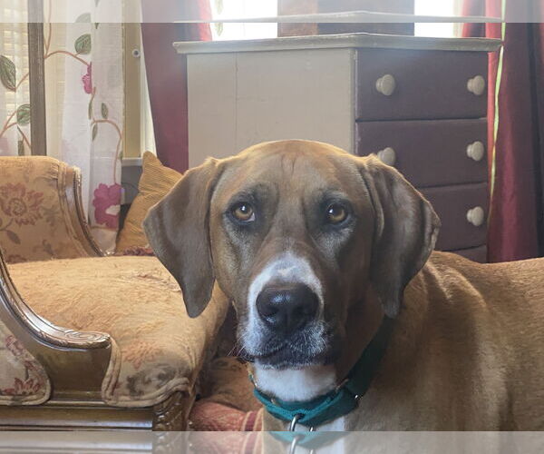 Medium Photo #16 Bloodhound Puppy For Sale in Westminster, MD, USA