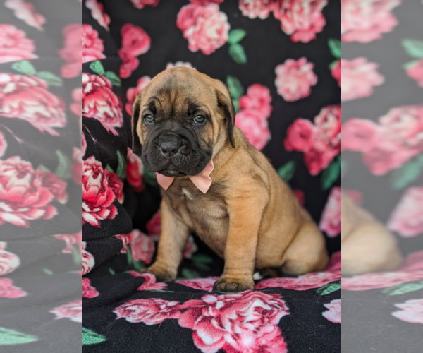 Medium Photo #3 Cane Corso Puppy For Sale in KIRKWOOD, PA, USA