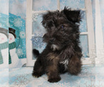 Small Photo #31 YorkiePoo Puppy For Sale in CHANUTE, KS, USA