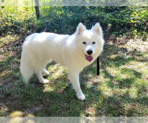 Samoyed Puppy for sale in AYNOR, SC, USA