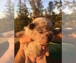 Small Photo #18 French Bulldog Puppy For Sale in PLACERVILLE, CA, USA
