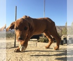 Small Photo #35 Rhodesian Ridgeback Puppy For Sale in MORONGO VALLEY, CA, USA