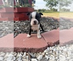 Small #3 Boston Terrier