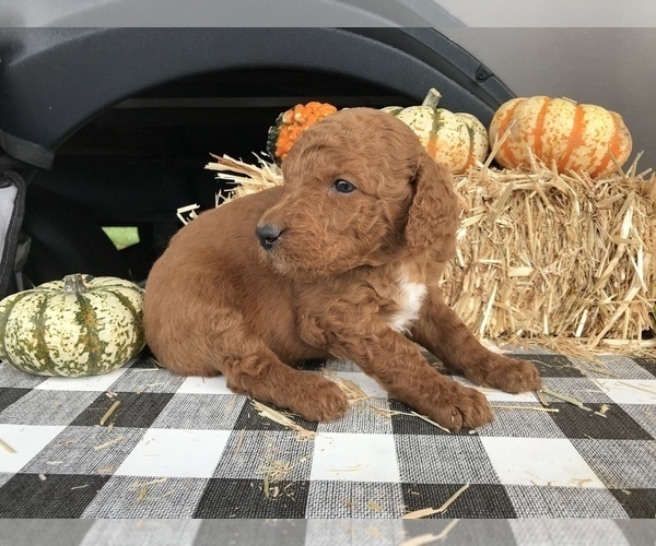 Medium Photo #1 Goldendoodle-Irish Doodle Mix Puppy For Sale in N HIGHLANDS, CA, USA