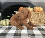 Small Goldendoodle-Irish Doodle Mix