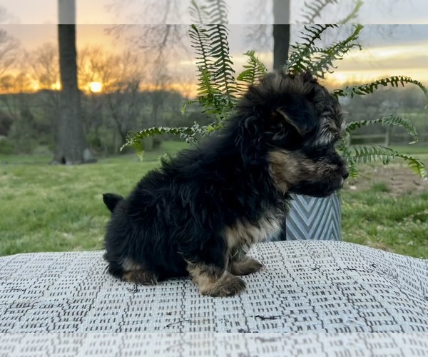 Medium Photo #2 Poovanese Puppy For Sale in KNOB NOSTER, MO, USA