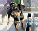 Small #2 Beagle Mix