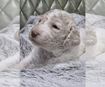 Puppy Churro Poodle (Standard)