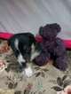 Small Photo #6 Border Collie-Pembroke Welsh Corgi Mix Puppy For Sale in ORCHARD, CO, USA