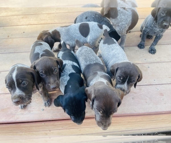 Medium Photo #21 German Shorthaired Pointer Puppy For Sale in FLORISSANT, CO, USA