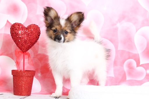 Medium Photo #1 Papillon Puppy For Sale in BEL AIR, MD, USA