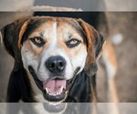 Roscoe - Male Labrador Retriever-Unknown Mix Dog for Adoption - Small photo