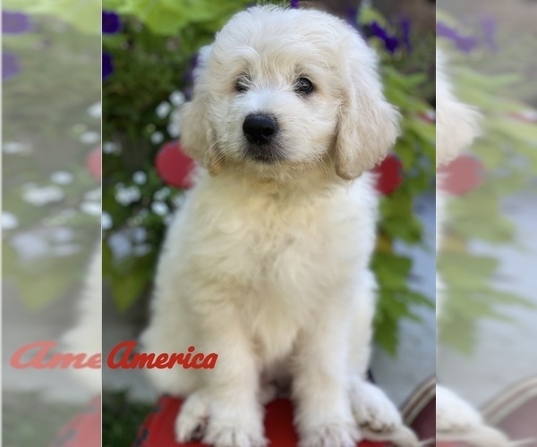 Full screen Photo #10 Pyredoodle Puppy For Sale in BOWLING GREEN, OH, USA