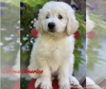 Small Photo #10 Pyredoodle Puppy For Sale in BOWLING GREEN, OH, USA