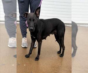 Mutt Dogs for adoption in Louisville, KY, USA