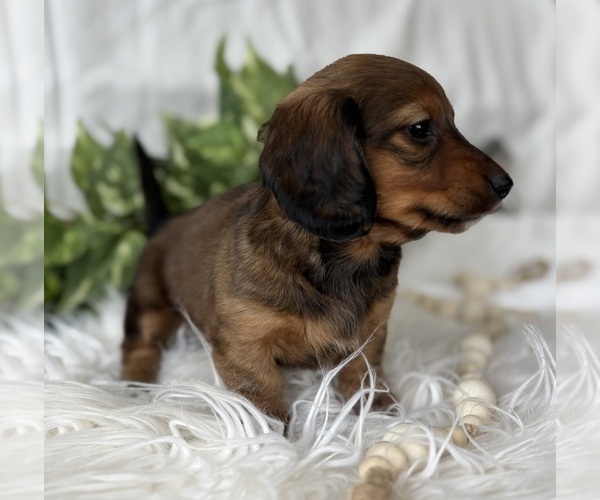 Medium Photo #13 Dachshund Puppy For Sale in ROCK STREAM, NY, USA