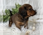 Small #12 Dachshund