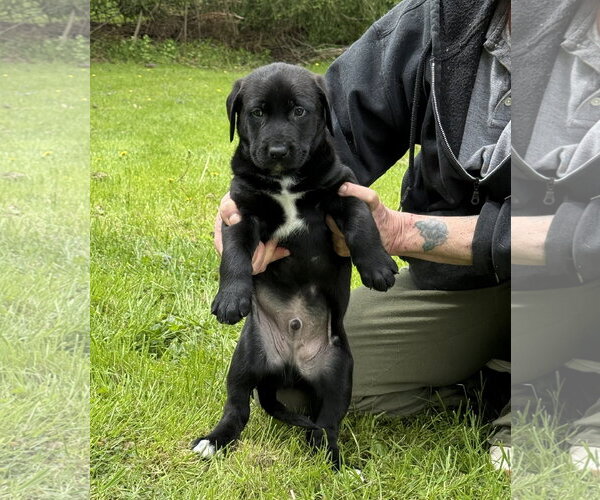 Medium Photo #2 Labrador Retriever-Unknown Mix Puppy For Sale in Stevens Point, WI, USA
