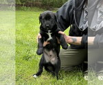 Small #1 Labrador Retriever Mix