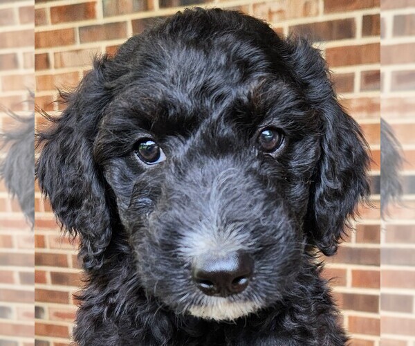 Medium Photo #2 F2 Aussiedoodle Puppy For Sale in COLUMBIA, TN, USA