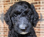 Small #1 F2 Aussiedoodle