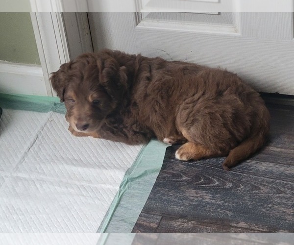 Medium Photo #10 Aussiedoodle Puppy For Sale in GREENSBURG, PA, USA