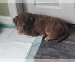 Small Photo #10 Aussiedoodle Puppy For Sale in GREENSBURG, PA, USA