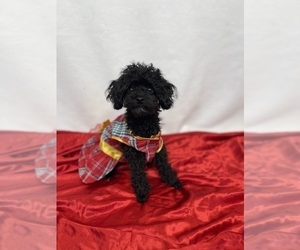 Poodle (Toy) Puppy for sale in FENTON, MI, USA
