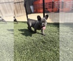 Small #1 French Bulldog