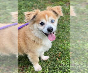 Tibetan Spaniel-Unknown Mix Dogs for adoption in Alameda, CA, USA