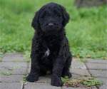 Small Photo #1 Goldendoodle Puppy For Sale in ALBANY, OR, USA