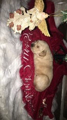 Golden Retriever Puppy for sale in GROVEPORT, OH, USA