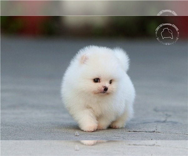 Medium Photo #7 Pomeranian Puppy For Sale in CINCINNATI, OH, USA