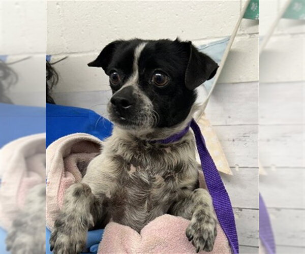 Medium Photo #1 Chihuahua-Unknown Mix Puppy For Sale in San Bernardino, CA, USA