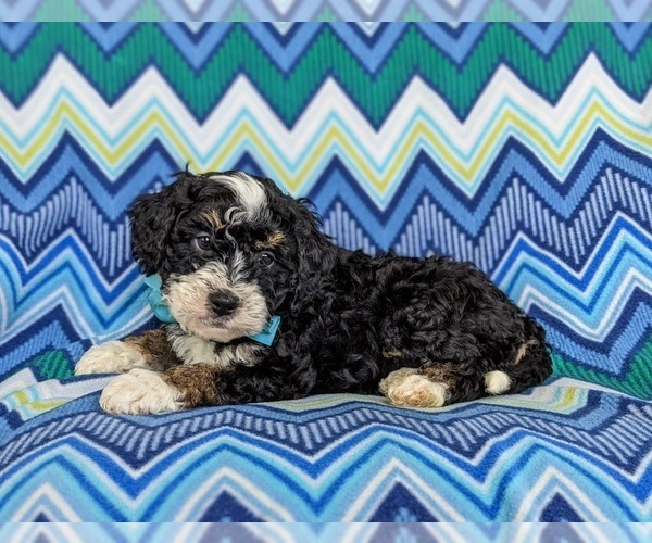 Medium Photo #4 Miniature Bernedoodle Puppy For Sale in OXFORD, PA, USA